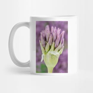 Allium stipitatum &#39;Violet Beauty&#39; Mug